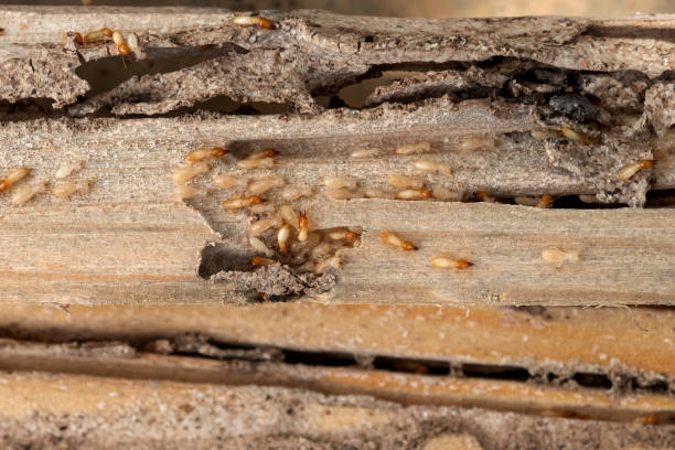Best Ant Control Services  in Pearson, GA